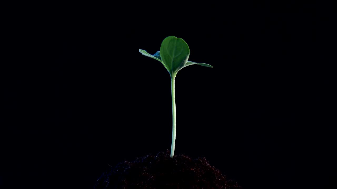 small tree growing on black background. rotation 360 degree around view. Planting a tree for save world and natural , clean ecology in natural.