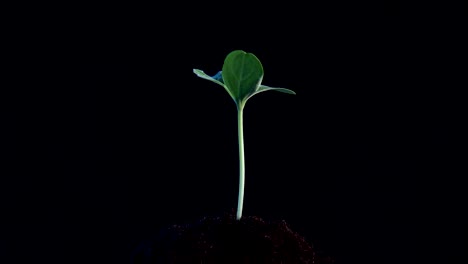 small tree growing on black background. rotation 360 degree around view. planting a tree for save world and natural , clean ecology in natural.