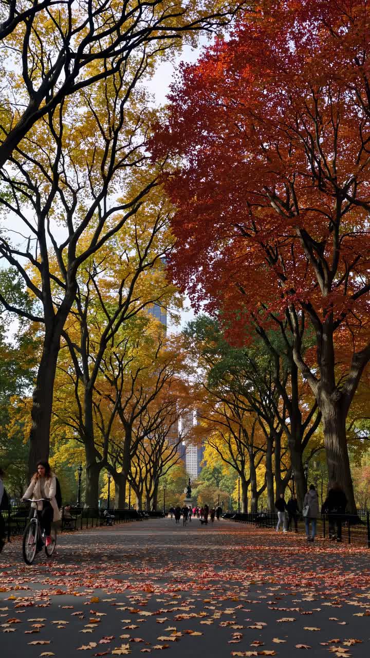 Vertical video shot of a tree-lined path in autumn, showcasing vibrant red and yellow leaves