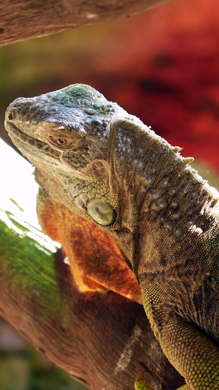 Primo piano di un'iguana verde che riposa su un ramo d'albero