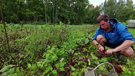 a time lapse shot of a man harvesting beetroots and putting them in a basket