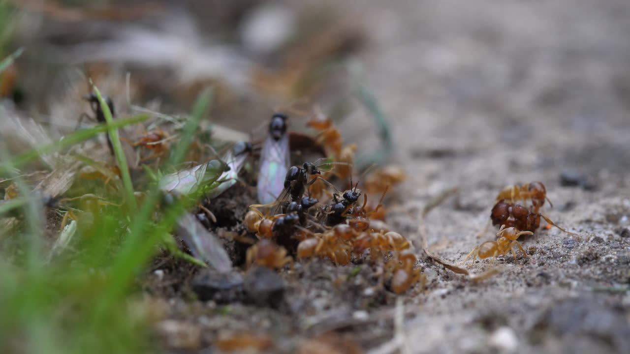 Red and Black Ants (Myrmica rubra, Lasius niger) emerging from soil in a UK garden. Detailed insect behavior, colony activity, and natural summer wildlife in stunning clarity