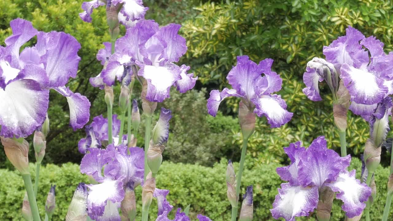 Kräftige violette Schwertlilien blühen im Frühling in einem üppigen Garten.