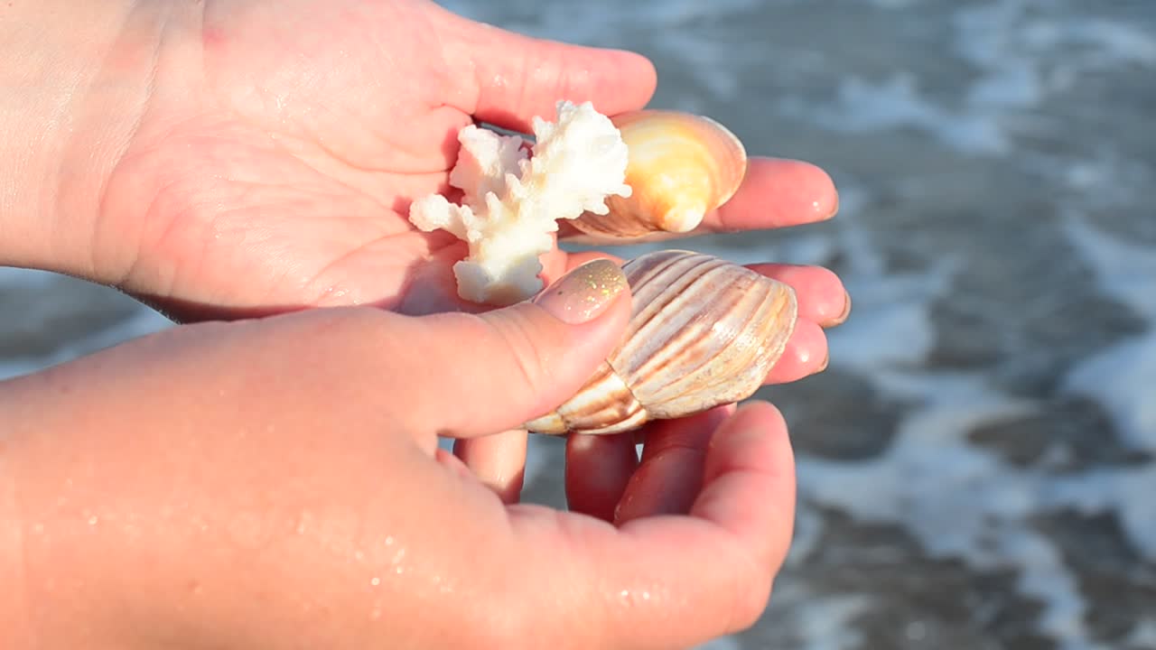 Sea cockleshell in a hand. Beach. Shooting on the beach