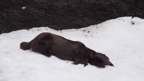 Chocolate-Flat-Coated-Retriever-Hündin,-Die-Sich-In-Einem-Schneebett-Mit-Einer-Braunen-Steinmauer-Im-Hintergrund-Und-Schmelzendem-Schnee-Herumrollt,-Der-Heruntertropft