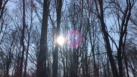 Walking-on-a-forest-road,-early-spring-season