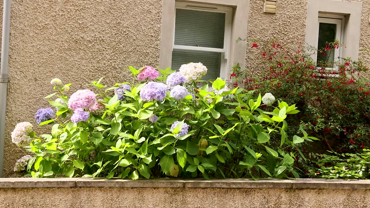 창문 밖 에서 꽃 을 피우고 있는 호드렌지아