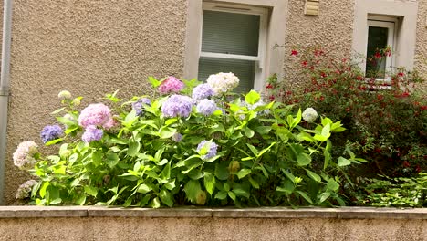 flores de hortensia floreciendo fuera de una ventana