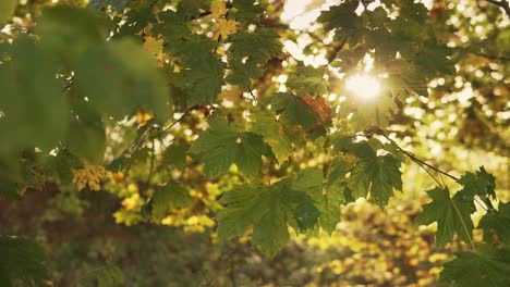 sun shining trough colorful leaves in the fall season in germany