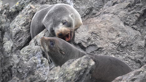 New-Zealand-fur-seal-pups-playing-on-the-rocks