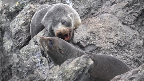 cuccioli di foca orsina della nuova zelanda che giocano sulle rocce