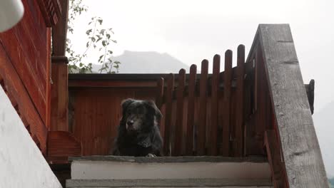 cute black dog