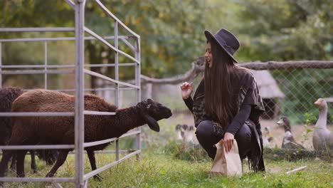 woman feeding sheep at a farm