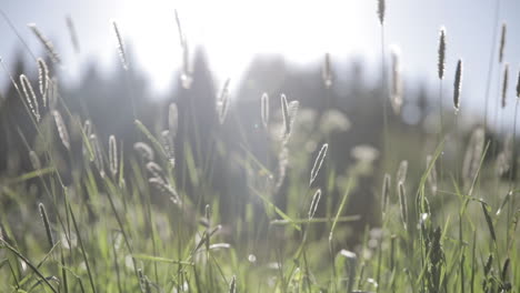 grass is swaying by the breeze in a field with a bright sun in the background