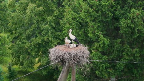 3 storks in a nest on an electric pole in the countryside