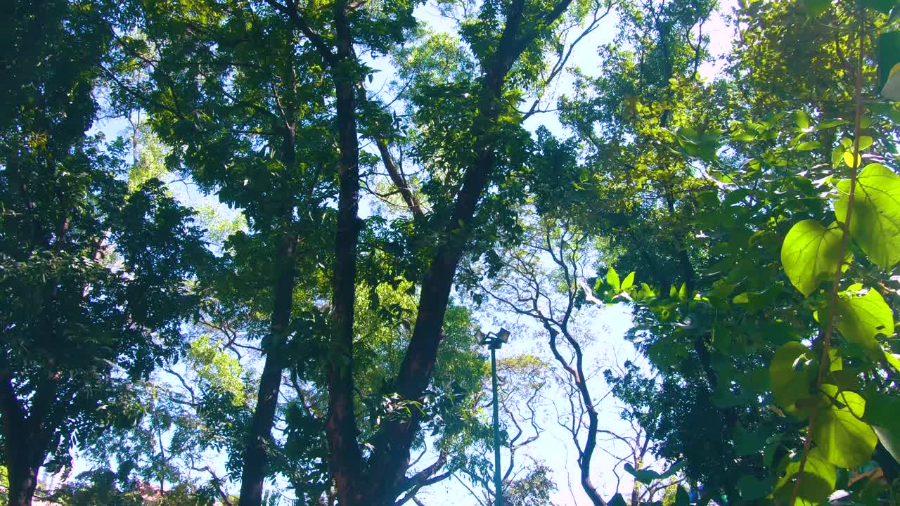 trees green sky blue shots