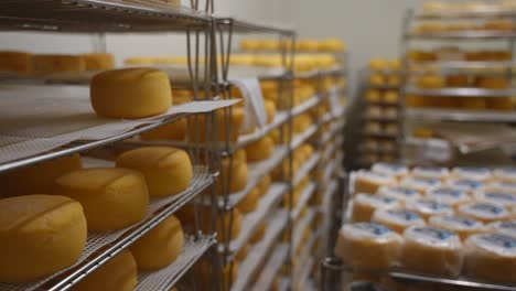 cheeses maturing before labeling them in a cold chamber of cheese factory