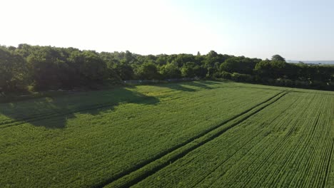 Vista-Aérea-A-Través-De-Surcos-De-Cultivos-De-Trigo-Orgánico-Verde-En-Tierras-De-Cultivo-Inglesas-Durante-El-Amanecer-Temprano-En-La-Mañana