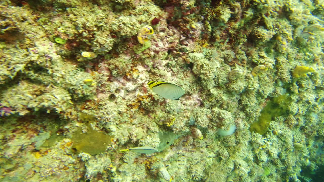 There's plenty of algae and corals down here
