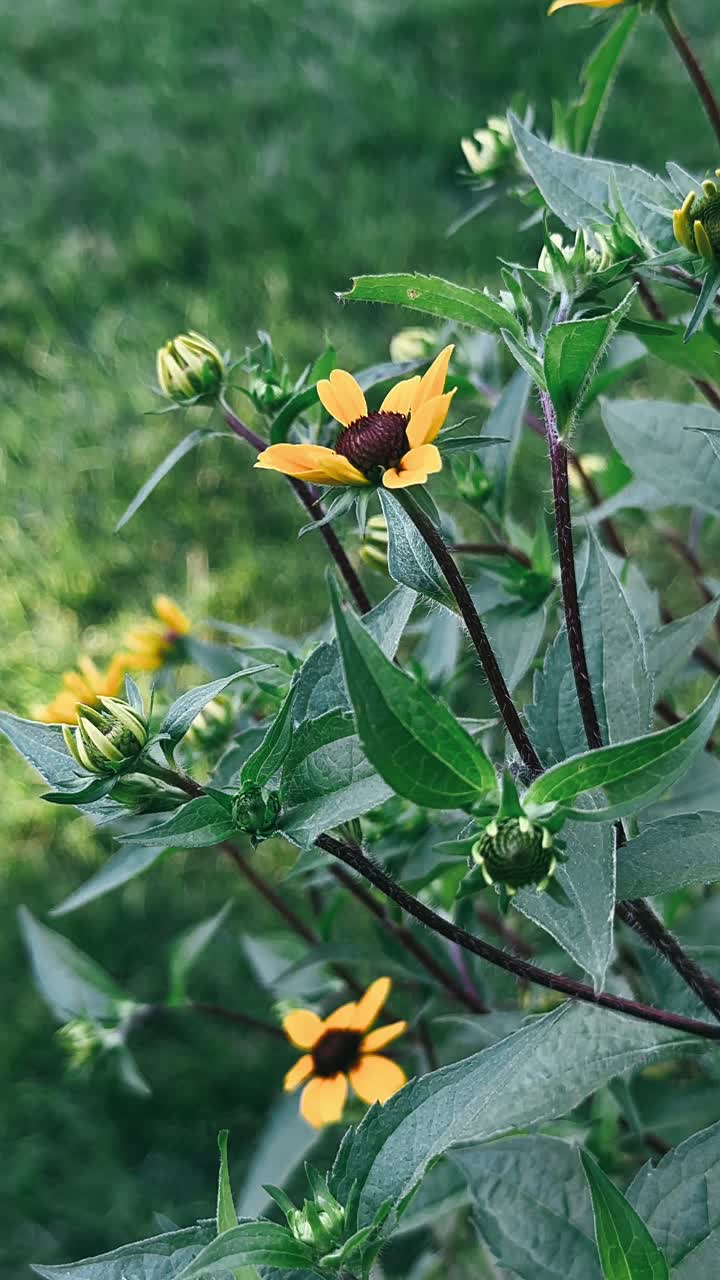 Close up of small yellow flowers in garden