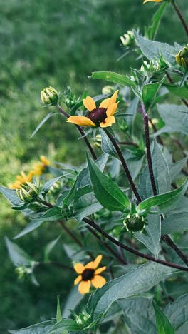 cerca de pequeñas flores amarillas en el jardín