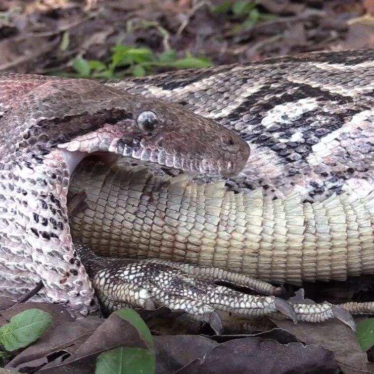 Extreme close-up van een python die een hele leguaan opeet 4