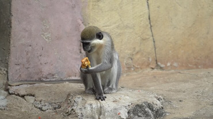 A Vervet Monkey Eating an Apple