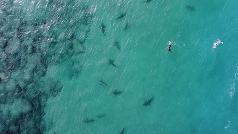 aerial view above person snorkeling in middle of sharks in shallow water- birds eye, drone shot