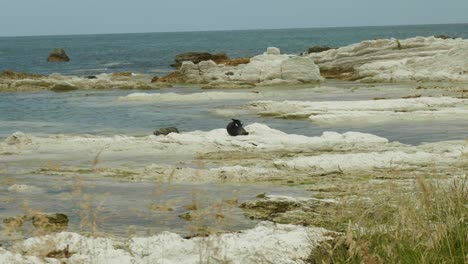 Graceful-seal-stretching-in-a-coastal-moment