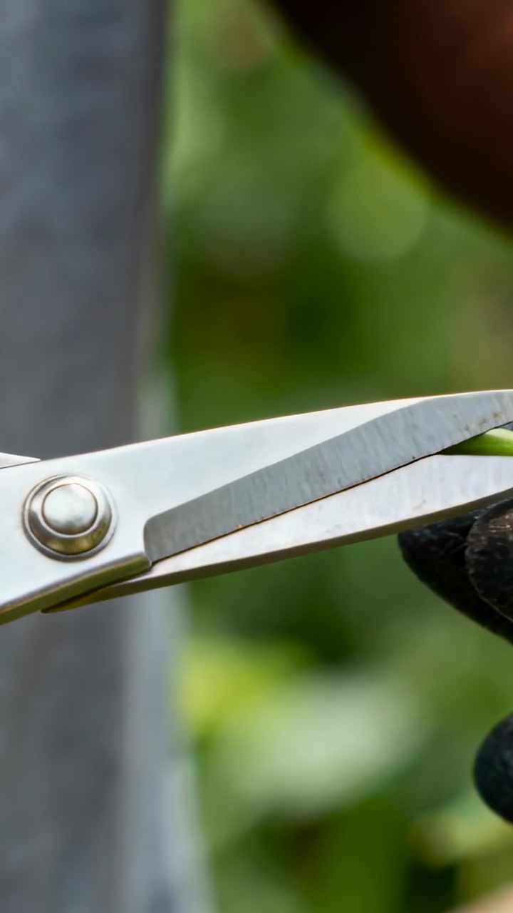 Gloved hand placing stem between pruning scissors, blades closing, trimming stem for garden care