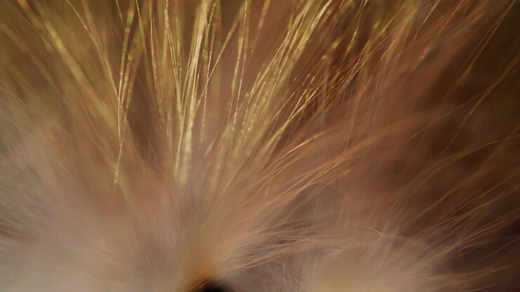 Macro astratta di un seme con bagliore arancione, primissimo piano