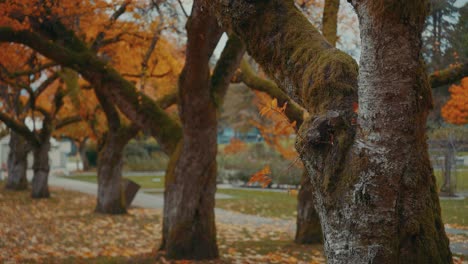 Herbstfarben-In-Einem-Wald,-Vancouver,-Britisch-Kolumbien,-Kanada-In-4k