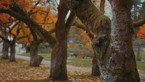 Autumn-colors-in-a-forest,-Vancouver-British-Columbia,-Canada-in-4K