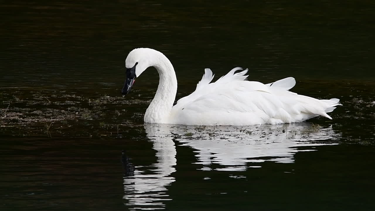 cisne bebiendo agua en el río deschutes, oregon