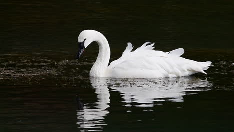 Cisne-Bebiendo-Agua-En-El-Río-Deschutes,-Oregon