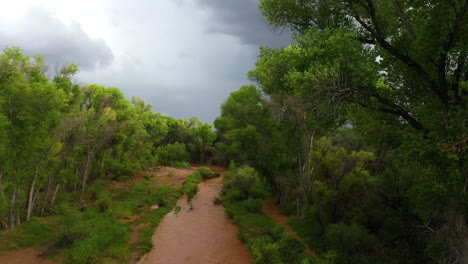 Lush-cottonwood-trees-line-San-Pedro-River,-drone-ascending-close-to-branches