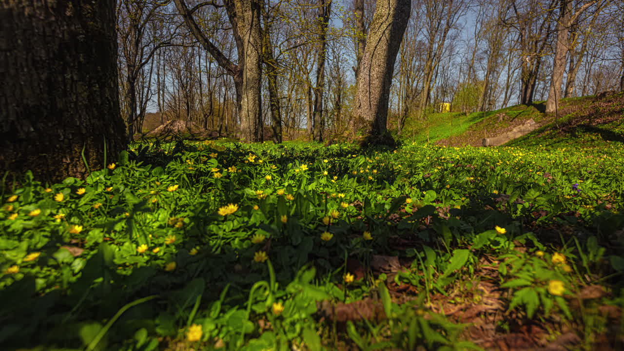 Yellow wildflowers blooming on forest floor on sunny day, motion time lapse