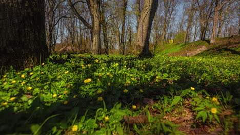 Yellow-wildflowers-blooming-on-forest-floor-on-sunny-day,-motion-time-lapse