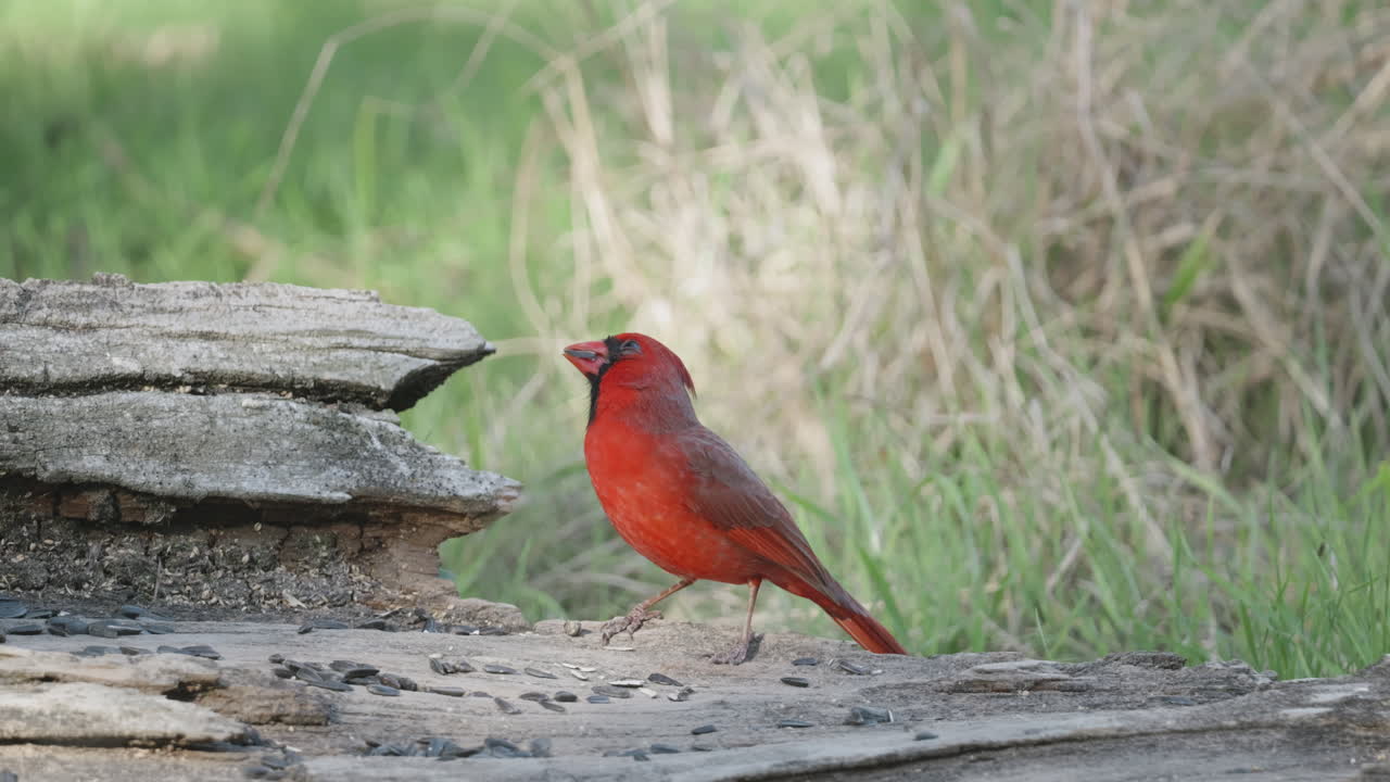 A Northern Cardinal perches on a log and eats seed from the ground - Cardinalis cardinalis