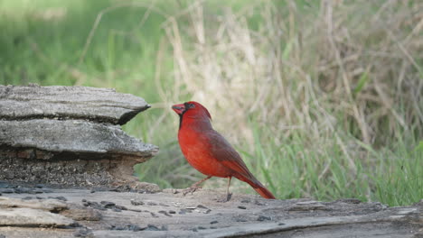 a northern cardinal perches on a log and eats seed from the ground - cardinalis cardinalis