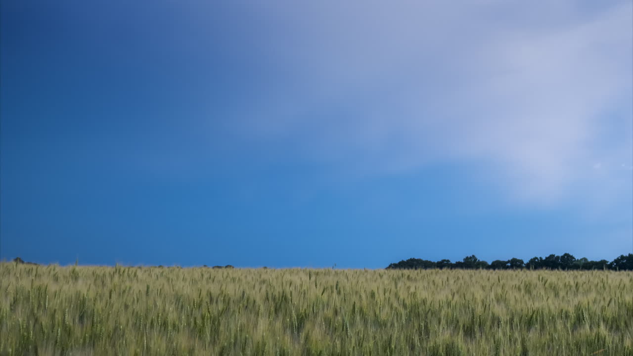 노란 밀밭 위의 하늘에서 번개 방전