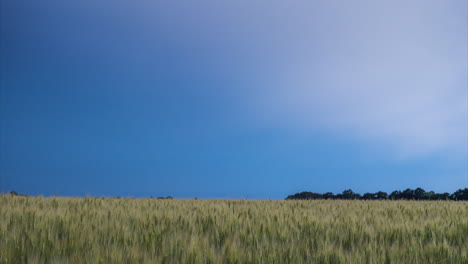 Lightning-Discharge-In-The-Sky-Above-The-Field-Of-Yellow-Wheat