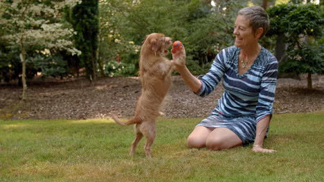 older woman plays ball tug-of-war with small cute dog at park, joy, fun