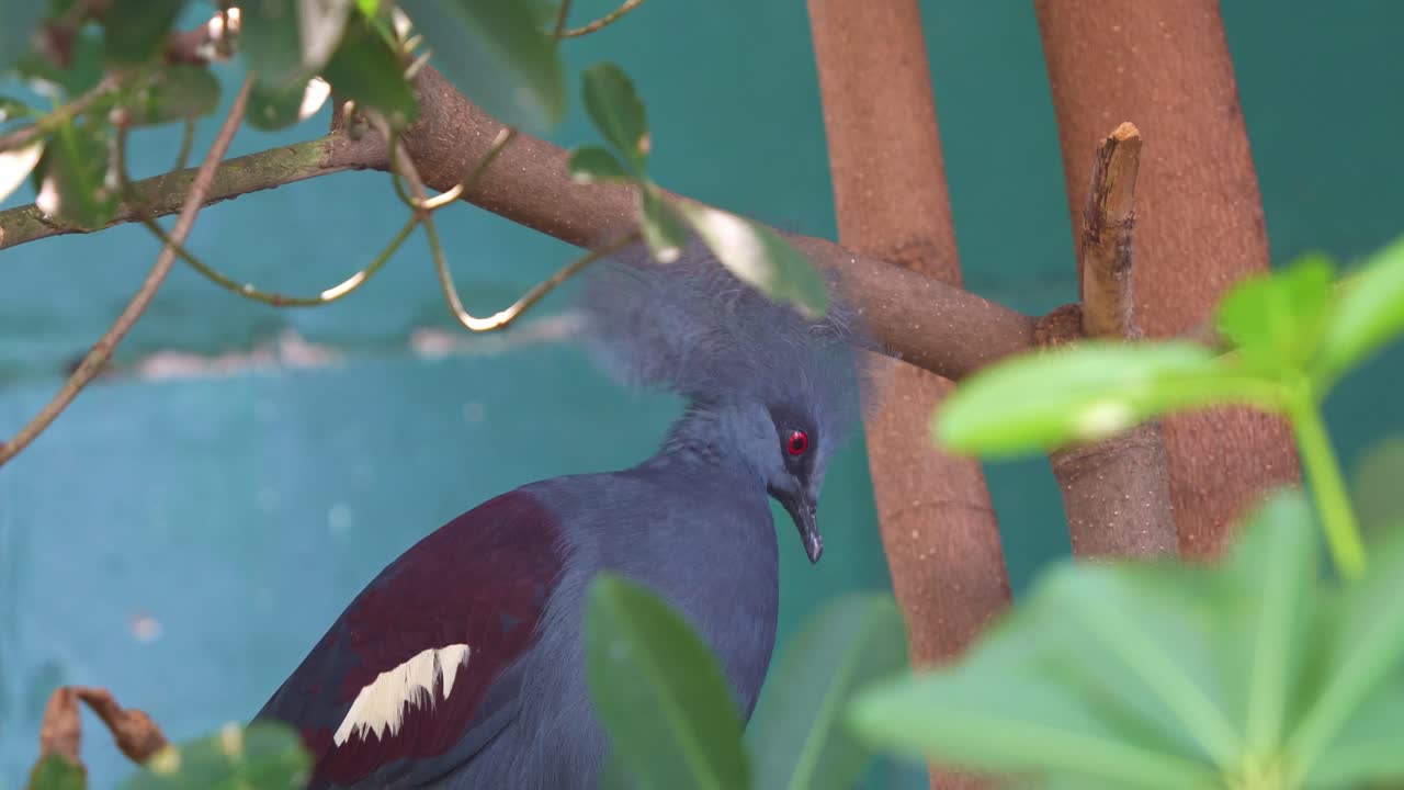 Victoria crowned pigeon perched on a branch