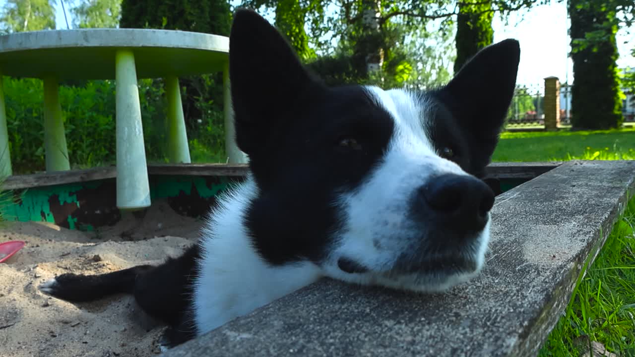 Gorgeous closeup or closeup view of pure breed Karelian bear dog laying calmly in a sandbox that is in a sunny summer or spring garden that has green grass and trees in the background and around.