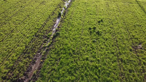 Rotating-aerial-over-bread-and-cereals-green-field-in-the-Tuscany-hills-during-sunny-day,-dolly-movement