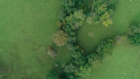 top down aerial of green fields with trees separating them