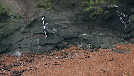 Yellow-eyed-Penguins-Couple-on-the-Coastline-at-Katiki-Point-Lighthouse,-Moeraki,-New-Zealand---Static-Shot