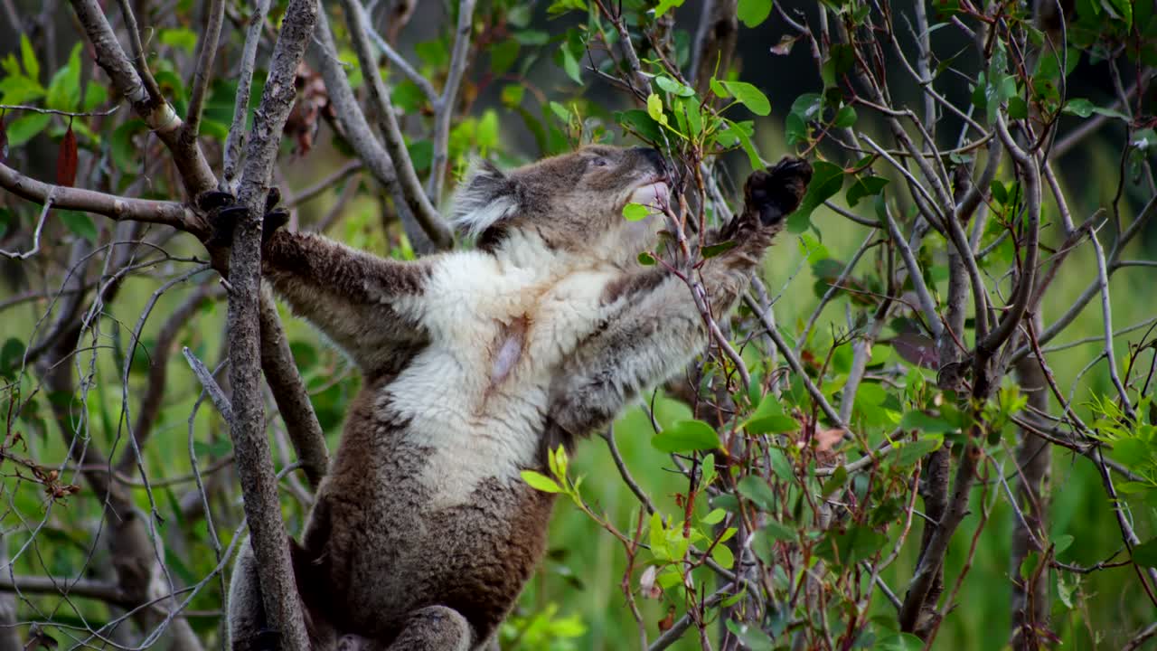 A koala reaching for leaves in a tree, displaying its natural behavior as it stretches to grab its food.