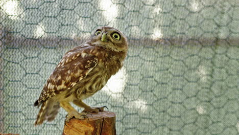 baby owl perched on a post